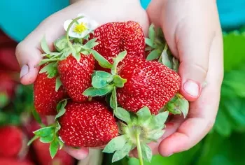 kebun strawberry di Indonesia berpotensi menjadi salah satu andalan dalam perekonomian nasional.